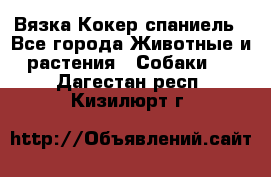 Вязка Кокер спаниель - Все города Животные и растения » Собаки   . Дагестан респ.,Кизилюрт г.